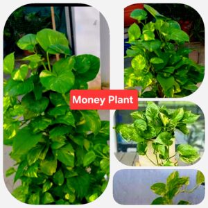 money plant indoor plant