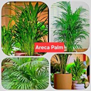 areca plant indoor plant