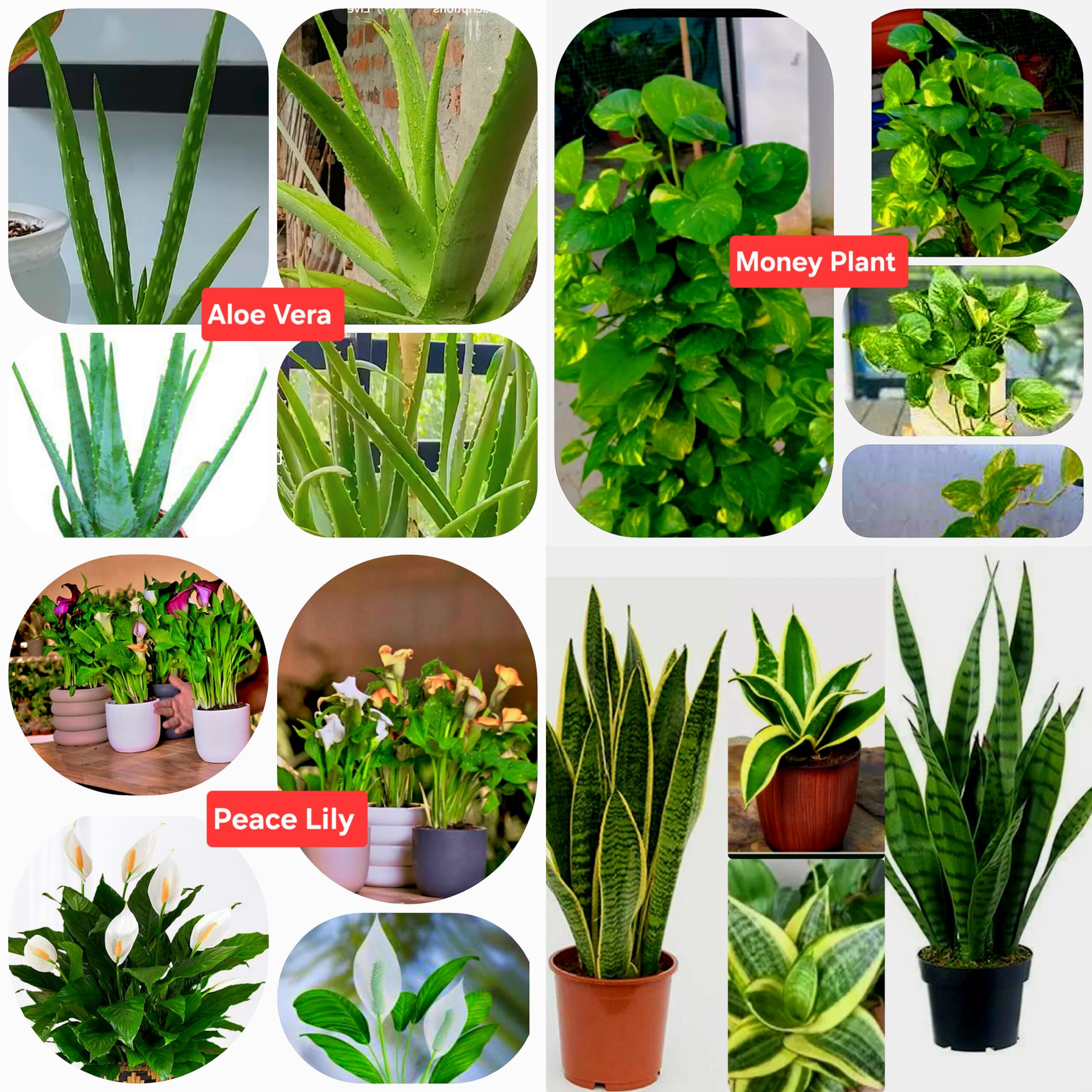 indoor plants