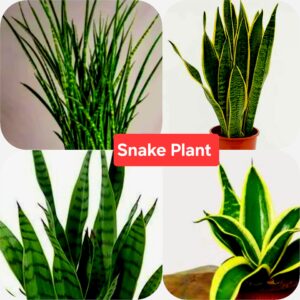 indoor snake plant