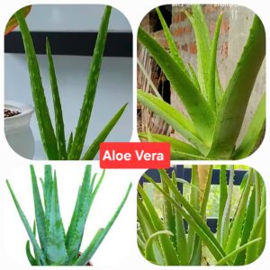 aloe vera indoor plant 