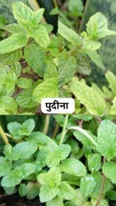 पुदीना (मिंट)