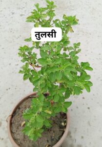 तुलसी (बेसिल)